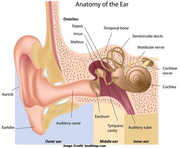 Figure 2 - Structure of the ear
