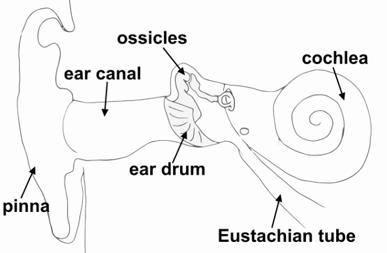 Figure 2 - Structure of the ear
