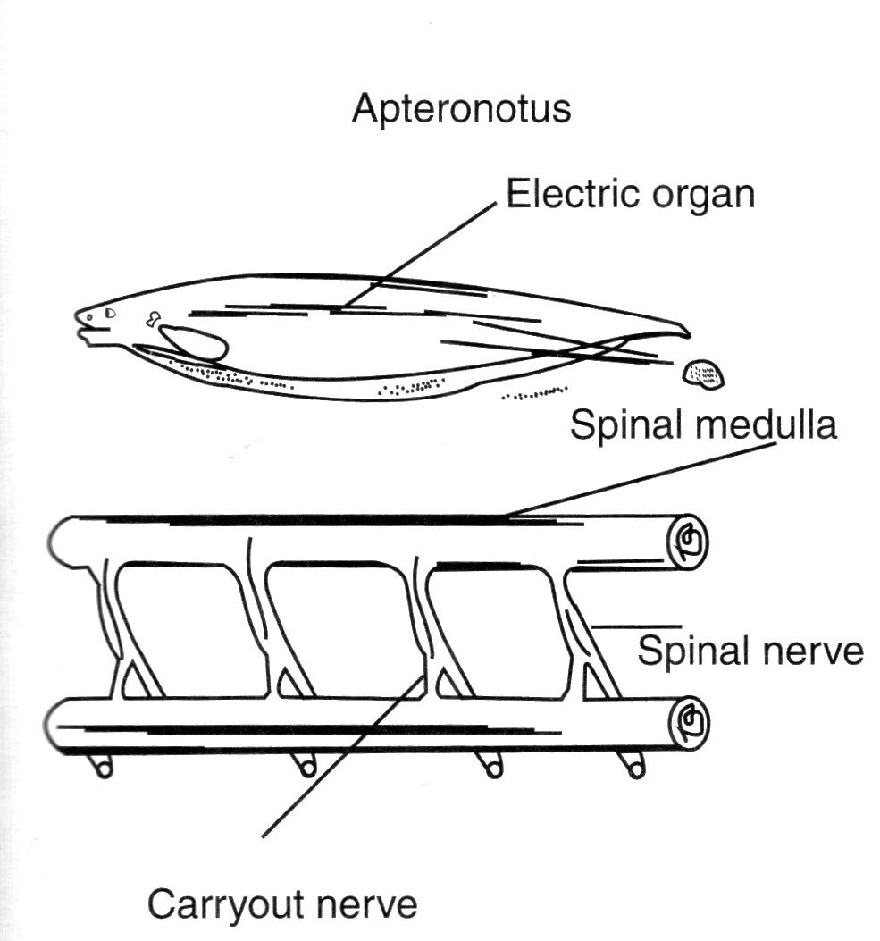 Figure 1 – The electric organ of an Black Ghost 