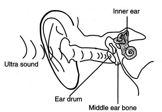 Figure 3 – The sounds inside your ear
