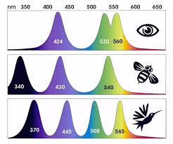 Figure 2 - Visible spectrum of insects
