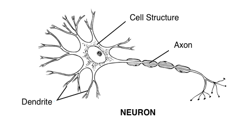 Figure 1 - The nerve cell
