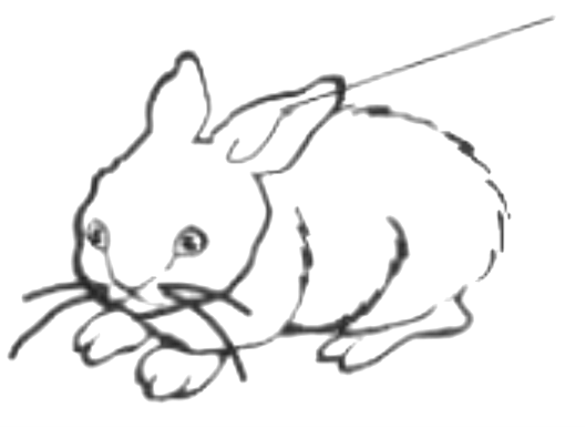 Figure 1- The ears act as antennas, picking up weak sounds.
